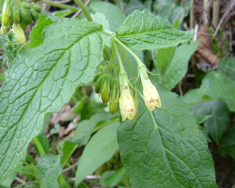 Colline Reggiane: Symphytum tuberosum L.